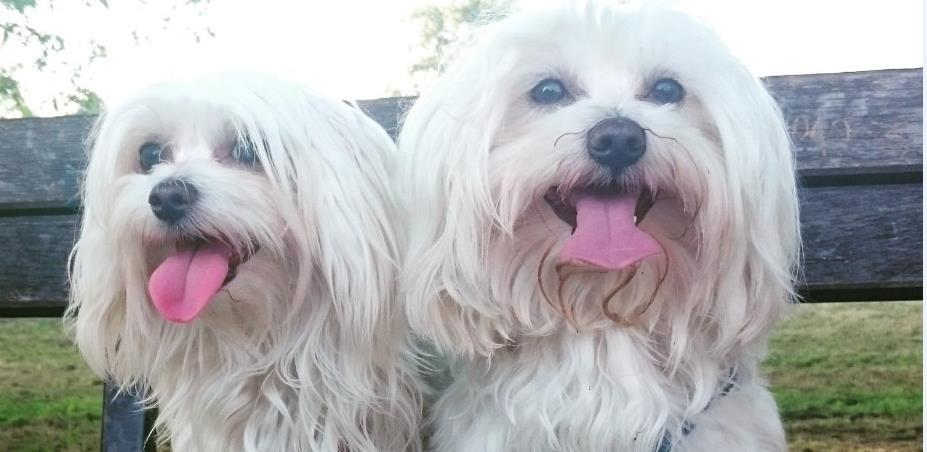 Pet-Friendly logističar: Sa cargo-partnerom svaki ljubimac ima siguran transport