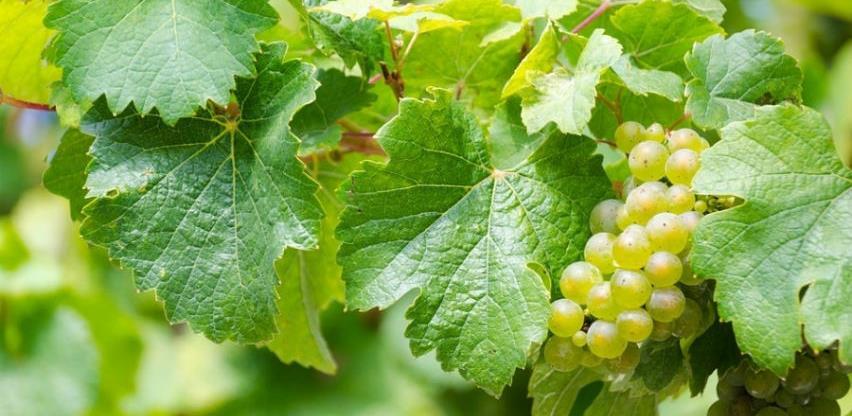 Rusi zainteresovani za uvoz autohtonih presadnica vinove loze
