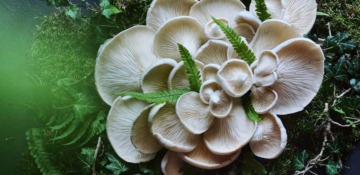 Priča o uspješnom biznisu: Fungi kultura u Tuzli završava prvu sezonu