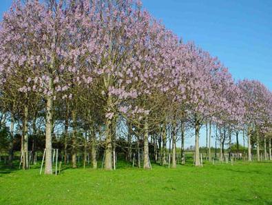 Uzgoj kineske biljke: Od školskog rada do roditeljskog biznisa