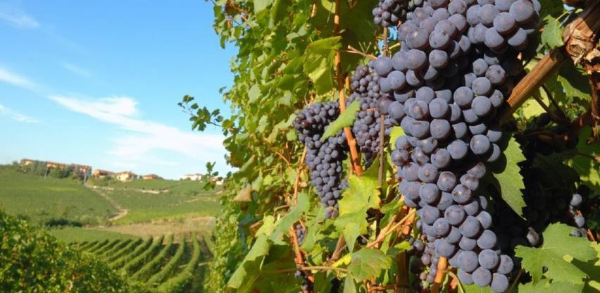 Domaći vinari novu berbu dočekaće punih podruma