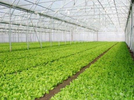 "LEDA" podržala plasteničku proizvodnju u selima stradalim od poplava