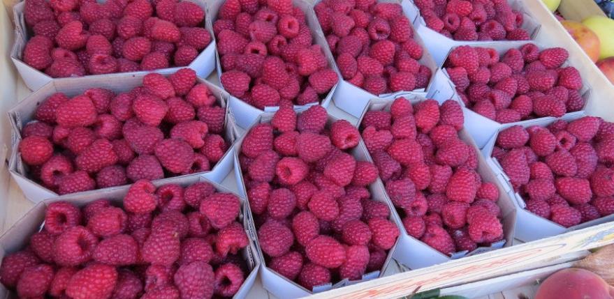 "Dani maline" neće biti održani ni ove godine