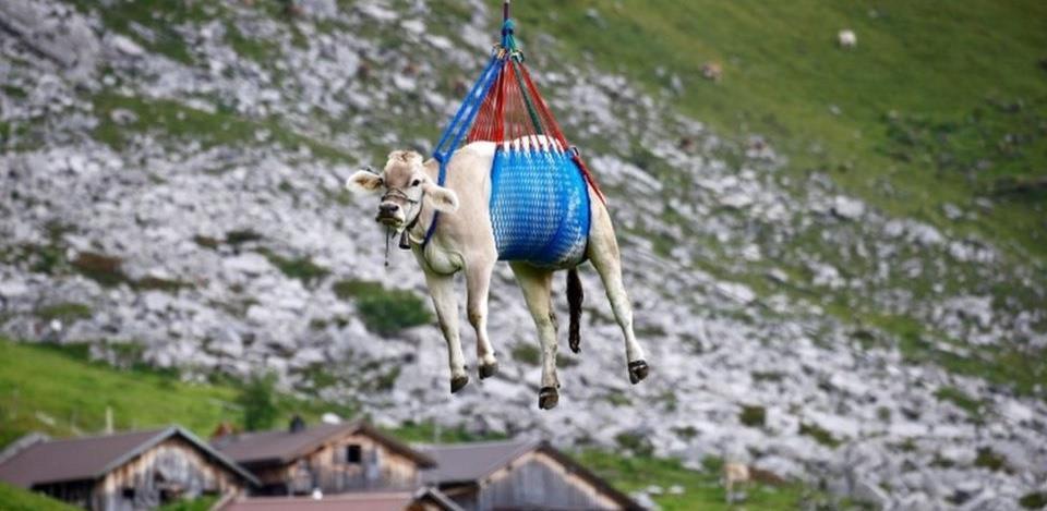 Jeste li ikada vidjeli kravu u zraku?