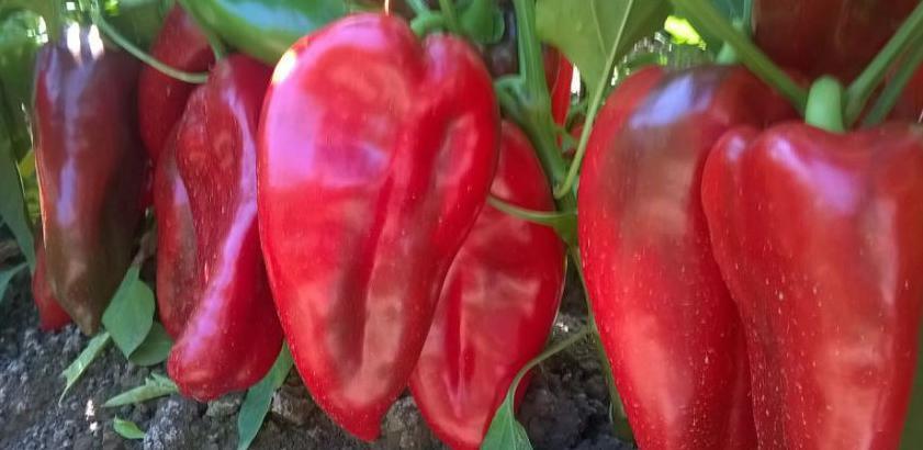 Ubrzo javni poziv: Crvena paprika donosi zaradu za 50 porodica