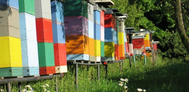 FARMA II: Grantovi u sektorima peradarstva i pčelarstva