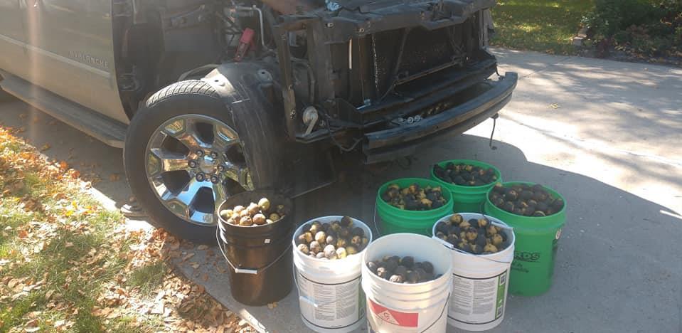 Za četiri dana vjeverica sakrila u automobilu 70 kg oraha