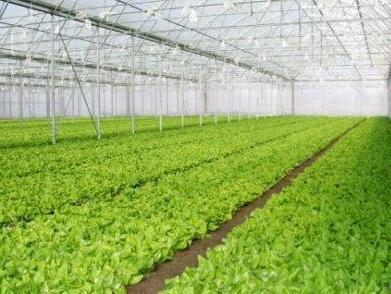 Zadrugar čeka lokaciju: U pripremi plastenička proizvodnja u Sitnešima