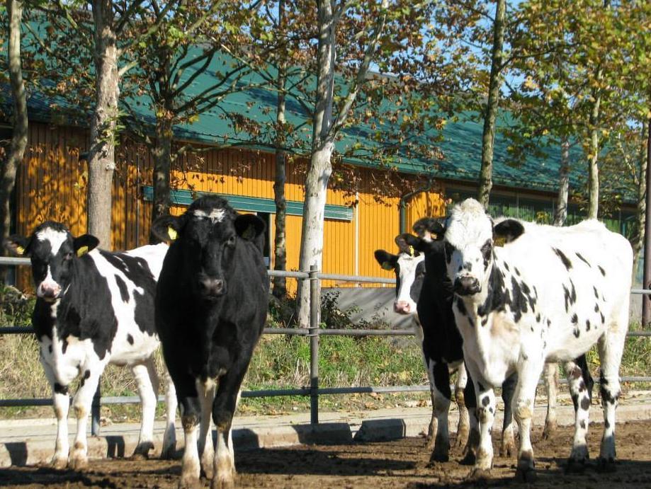 Milkos ne otkupljuje mlijeko sa farmi na kojima je utvrđena bruceloza!