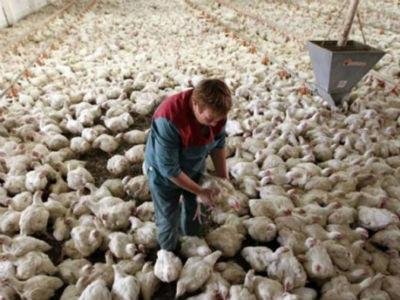 Suša uzima danak u TK-u: Uginulo 20 posto peradi