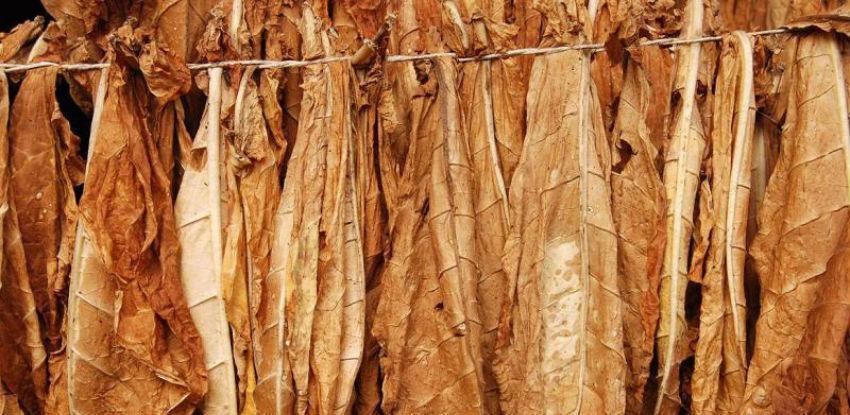 Od hercegovačkog duhana ostalo samo sjeme