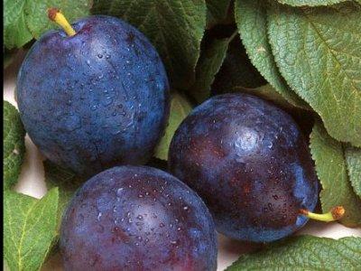 Skup: Uspjeh domaćih poljoprivrednika u izvozu šljive u Tuzli