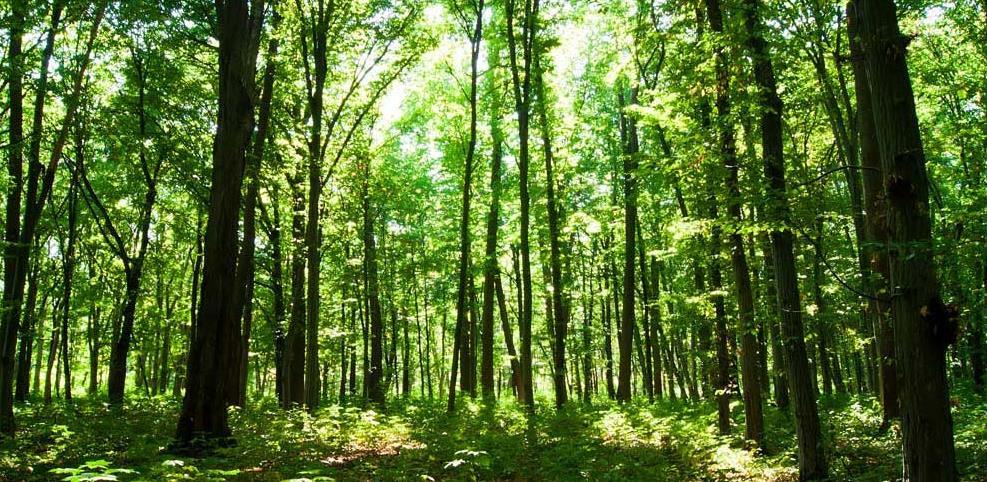 Objavljen javni poziv za dodjelu 2,5 miliona KM za projekte u oblasti šumarstva