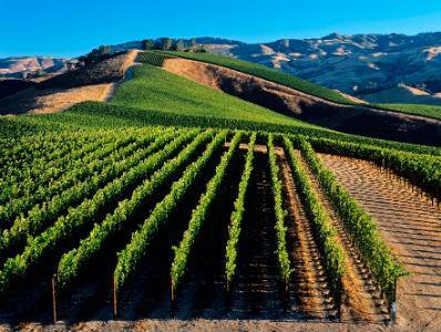 Kinezi imaju više vinograda nego Francuzi