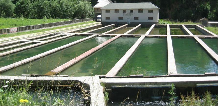 Ribogojilište Bistrica kod Travnika ide pod koncesiju