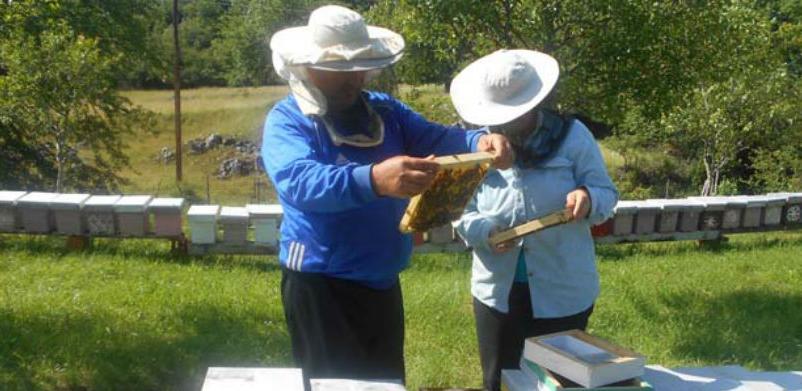 Košnica - primjer za život u zajednici
