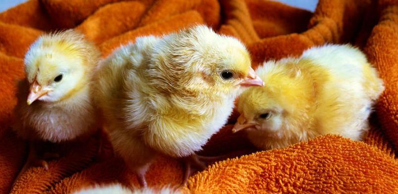 Bingo pokreće farmu pilića u Živinicama