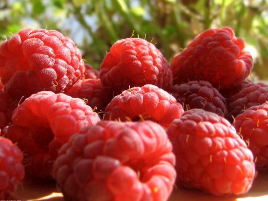 Po izvozu maline BiH 12. na svjetskoj listi