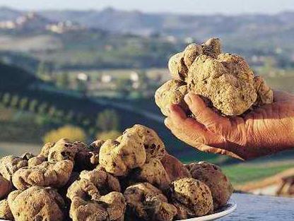 Posao budućnosti u BiH: Uzgoj najskupljih gljiva na svijetu