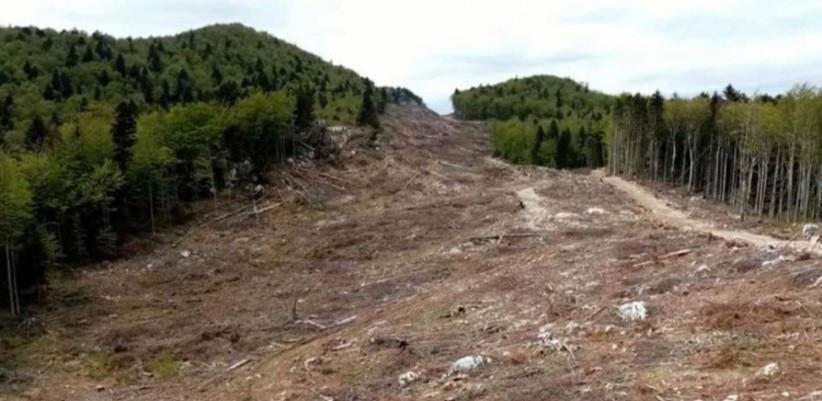 Dok BiH čeka odgovor Hrvatske, šuma na Plješevici nestaje