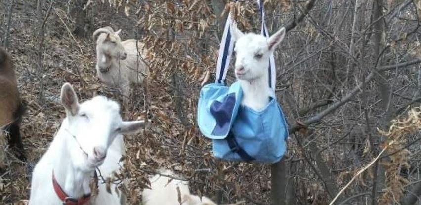 Organsko kozarstvo na Romaniji