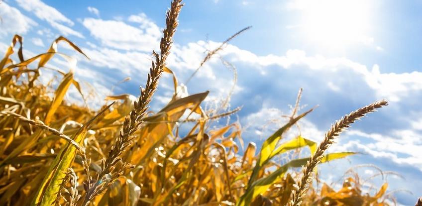 Gubici zbog suše veći od milijardu i po KM