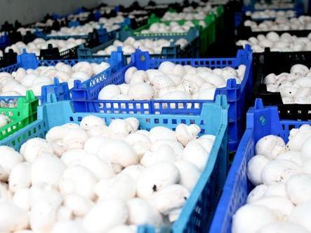 U RS najzastupljenija proizvodnja šampinjona, bukovače i šitake