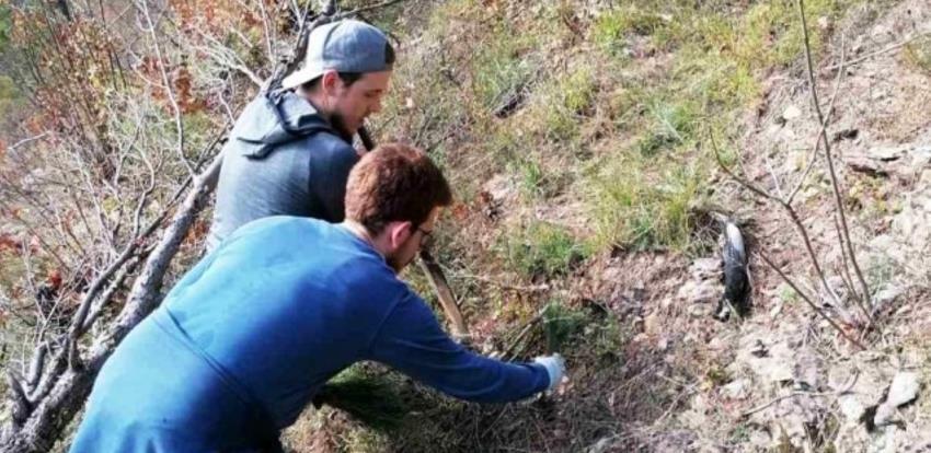 Očuvanje prirode u Jablanici: Posađeno 500 sadnica crnog bora i 125 smrče