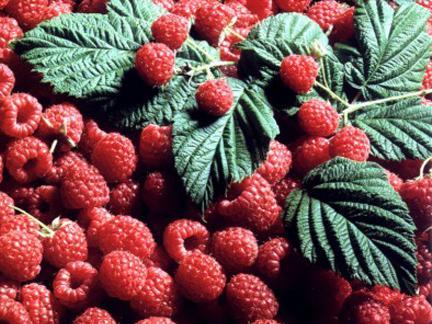 Počeo otkup maline na području Bratunca