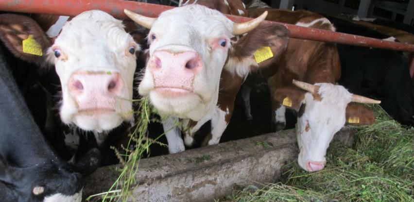 Inspektori EU u Poljskoj nakon izvoza mesa oboljelih krava