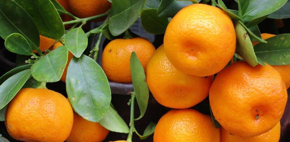 Zašto treba jesti mandarine i kako odabrati najbolje