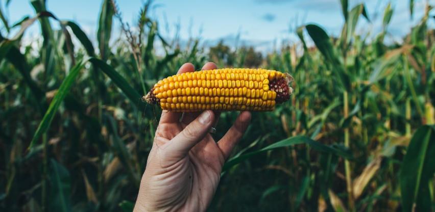 Stradao kukuruz zbog suše, pati i stoka