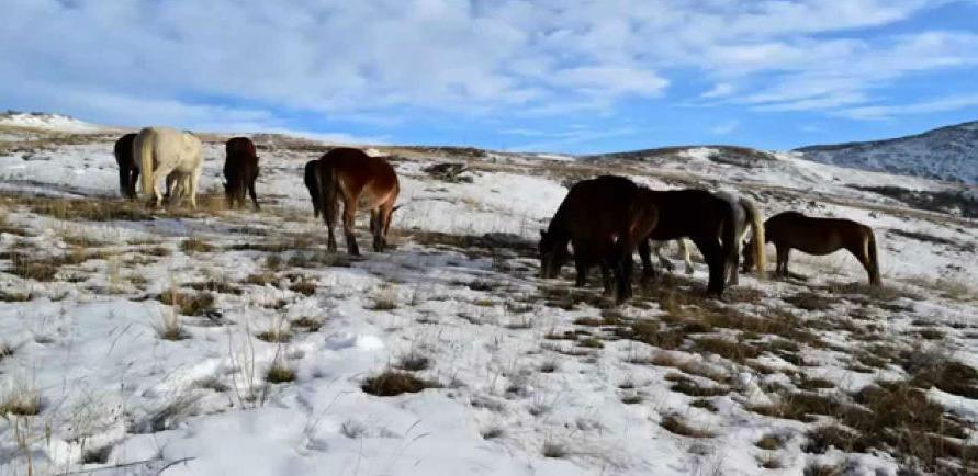 Livanjski konji traže hranu u Duvnu!