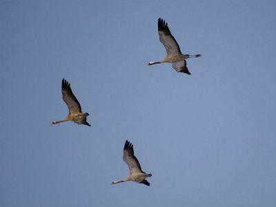 Ubijaju ždralove na migracionom putu preko BiH