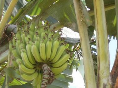 Banane rastu i u Knešpolju, nedaleko od Širokog Brijega