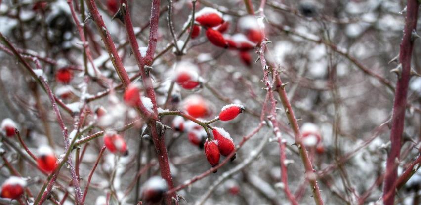 Snijeg obradovao voćare i ratare