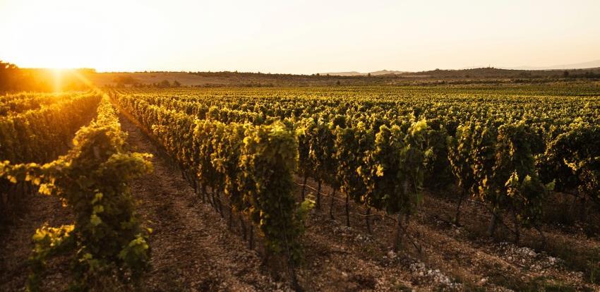 Bosanskohercegovački vinari mogu očekivati zaštitu