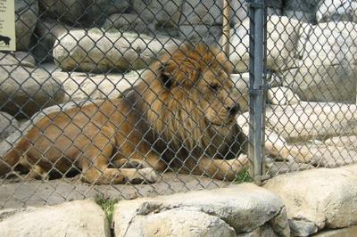 Uskoro lavovi u Pionirskoj dolini