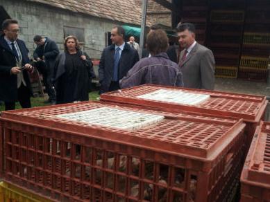 Orašju i Domaljevcu donirano 12.000 koka nosilja