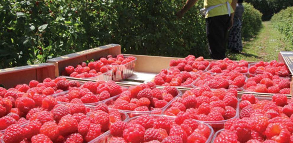 Otkupljivači u BiH očekuju cijenu do 1,5 KM po kilogramu maline