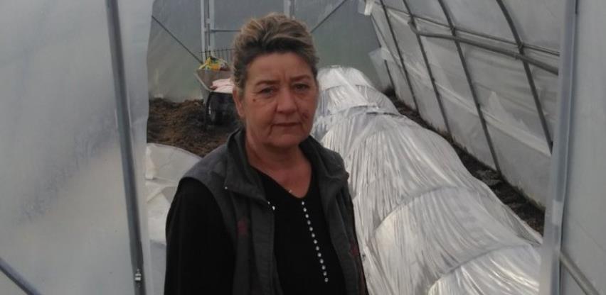 Porodica iz Kalesije uzgojila 5 tona krastavaca kornišona