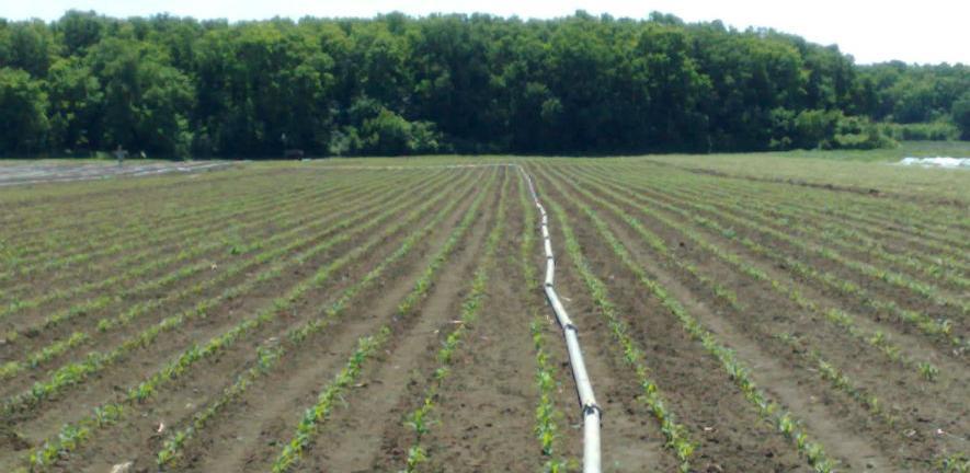 Milioni protjeruju sušu iz plantaža