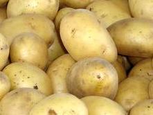 Dani otvorenih polja mladoga krompira