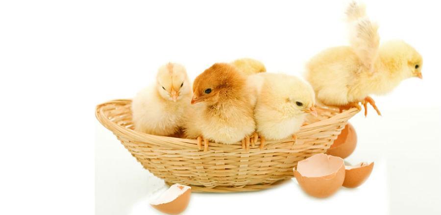 U bubnju imovina gračaničke firme Kokaprodukt vrijedna oko 1,95 mil. KM