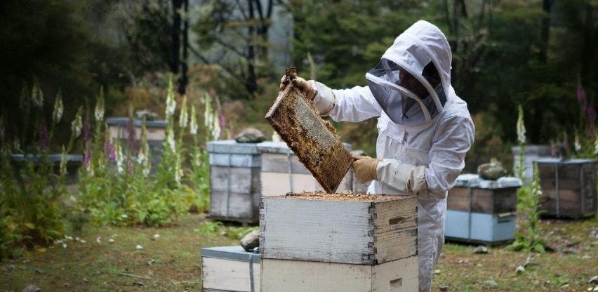 Hercegovački pčelari spremni za izvoz: Za kilogram pčelinjeg otrova 20.000 eura