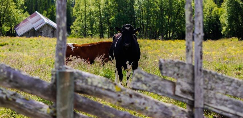 Zakon o izmjenama i dopunama Zakona o stočarstvu
