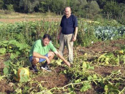 Divlje svinje pustoše prinose u opštini Sanski Most