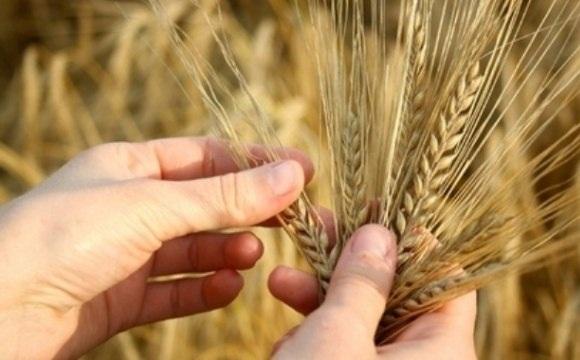 Simpozij agronoma od 17. do 22. februara u Dubrovniku