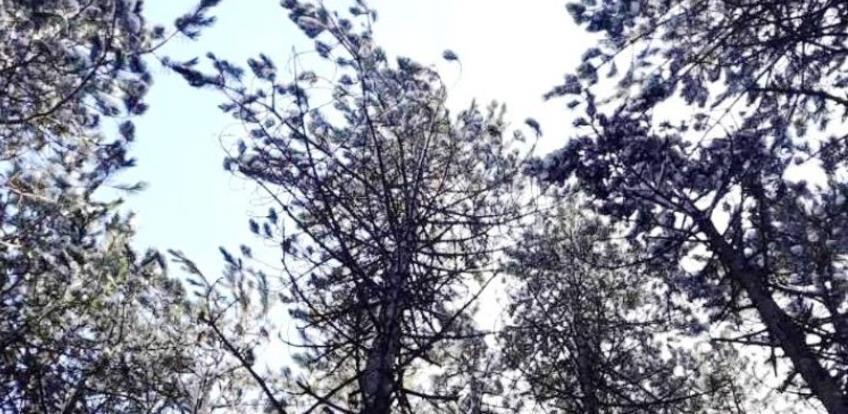 EU ministri pozivaju na "zeleni" oporavak od pandemije