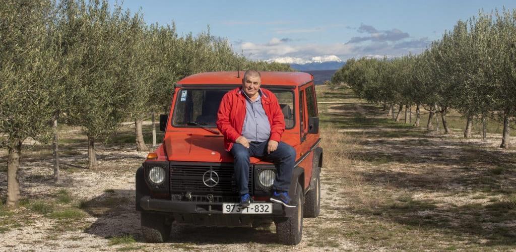 ljubuški maslina